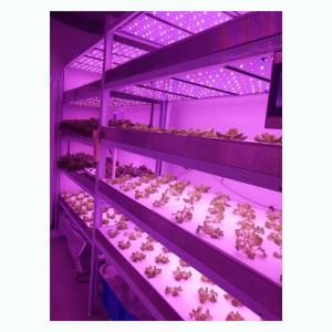 Wholesale Movable Microgreens Grow Rack Indoor Vertical Farm Environment Friendly from china suppliers