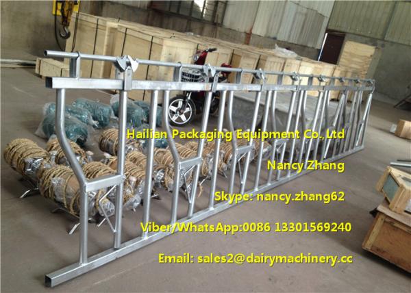 Quality Large Farm Equipment Dairy Cows Cattle Head Lock Locking And Feeding for sale