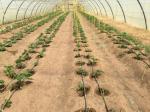 Long-lasting Garden Twine 12 Months Life 2500ft/lbs