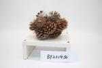 Top selling customized festival decoration Christmas acorn decorations christmas