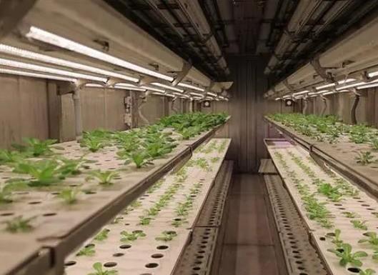 Intelligent Temperature Control Juxiang Leafy Vegetable Container House Heating