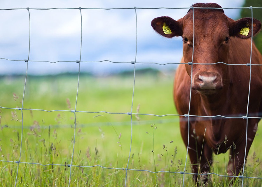 1.5m Height Farm Galvanized Design Cattle Mesh Fencing