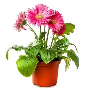 Wholesale Manufactures wholesale PP plastic material flower container pots from china suppliers
