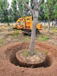 tree mover machine price manufacturer address how much money, tree digging