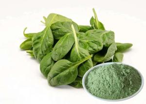 Wholesale Healthy Food Spinach Extract Powder Smooth Texture With Anti Aging from china suppliers