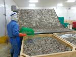 Multifunctional Shrimp Grading Machine Durable Stainless Steel