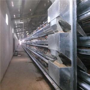 Wholesale Chicken Farm Automatic Poultry Feeder System Fast Conveying Speed Land Saving from china suppliers