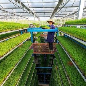 Wholesale Customized JX-Glass Green House 2023 Juxiang Agriculture Equipment with Cooling System from china suppliers
