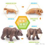 Brown Bear Life Cycle Figure Model Toy For Boys Girls Kids