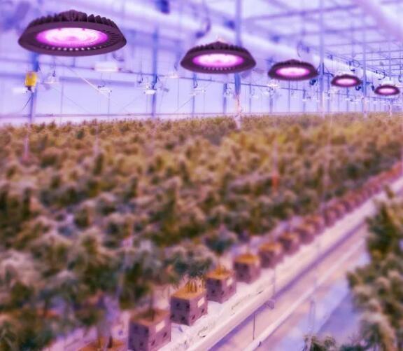 UFO uv ir led grow light full spectrum led grow light 250w waterproof led grow