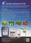 Bacillus Velezensis CY30 Blueberry Plant Fertilizer For Strawberry Plants