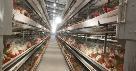 High Space Utilization Mold-Proof Prefabricated Steel Structure Chicken Coop