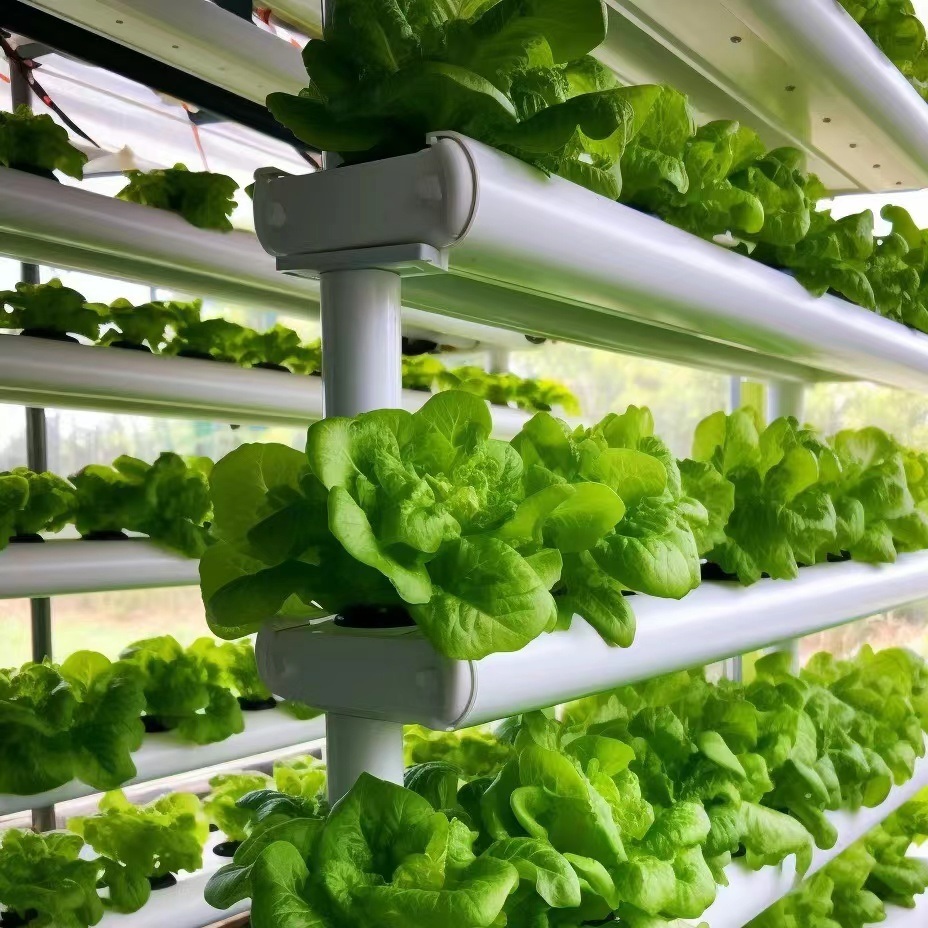 Multi Span Film Greenhouse for Hydroponics Growing