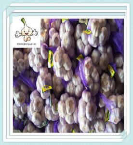 Wholesale New Shandong corp fresh garlic 2016 with best quality 5.0cm from china suppliers