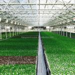 Section 4m-5m Greenhouses The Ultimate Solution for Commercial Soilless