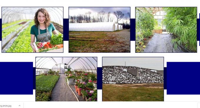 Agricultural PE Film, Agriculture Polyethylene, Film, mulch films, horticultural polyethylene film 4