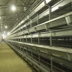 195 * 50 * 35CM Chick Brooder Cage , High Efficiency Cage Layer Farming
