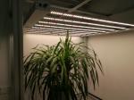 8 Bar 1836μMol/S 3000K Full Spectrum LED Grow Lights