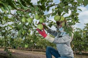 Wholesale China Supply Food Grade Custom Made Protection Paper Guava Bag from china suppliers