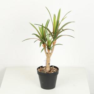 Wholesale Flexible Glue Faux Dracaena Plant Black Plastic Pot 45 CM 62 CM 82 CM from china suppliers