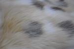 Mixed Jacquard Faux Fox Fur Fabric , 150cm Long Hair Fake Fur，Create unique home