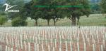 Waterproof 8mm 10mm Corrugated Plastic Tree Guard High UV Grade