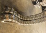 Excavator Rubber Kubota Replacement Tracks Lightweight With 84 Link