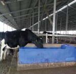 Blue LLDPE Thermo Water Trough 115L 30Gal 225cm Length