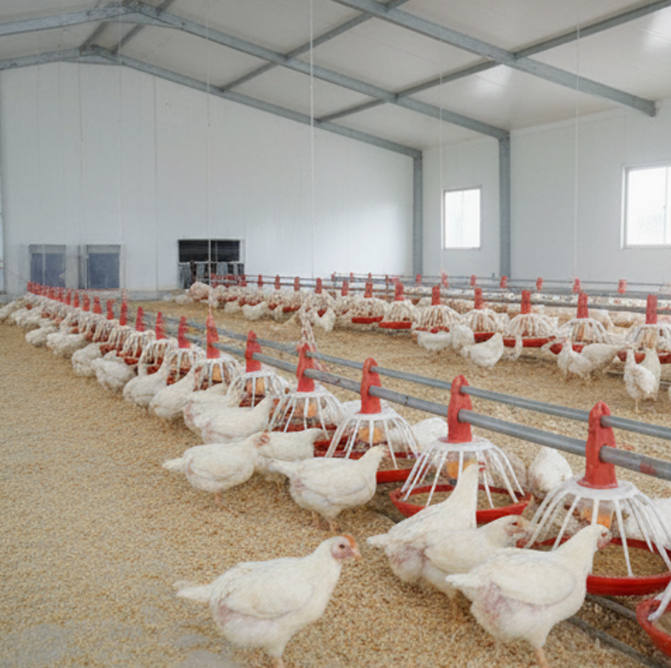 Modular Structure Closed Poultry House System with Adjustable Vents and Hot-Dip Galvanized Automatic Chicken Broiler Farm Equipment