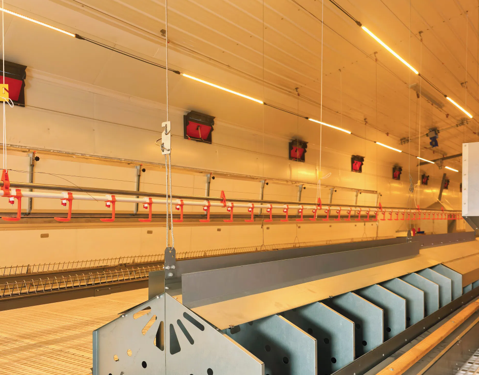 Galvanized Steel Adjustable Height Corrosion Resistant Poultry Feeding System for Broilers