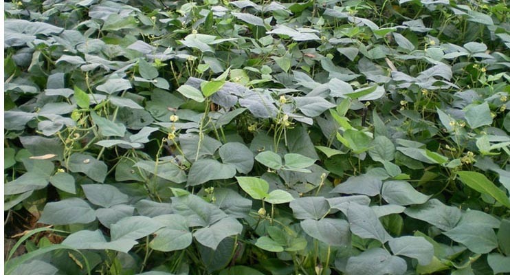 Peeled Red Adzuki Beans Agricultural Food Products For Improving Body Immunity