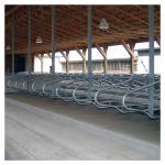 Hot Galvanized Free Stall Barn ISO9001 Free Stall Loops