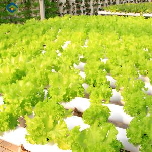 Wholesale OEM Agricultural Hydroponic Green House With Top And Side Window Ventilation from china suppliers