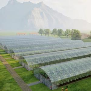 Wholesale Full Payment Commercial Greenhouse for Tomatoes and Strawberries in Water Pipe Tunnel from china suppliers