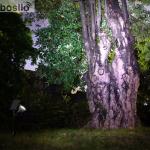 IP65 Solar Panel Garden Lights