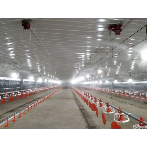 Pre-engineered Broiler Chicken House with Low Maintenance and Customizable Exterior Finishes for Efficient Poultry Farming