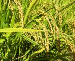 Low Toxic Agricultural Insecticide Thiamethoxam Agriculture Chemical Thiamethoxa