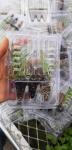 Plant Packing Box Plastic Live Plant Shipping Blister Box Clamshell Packaging