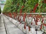 USA/Canada Steel Structure Vegetables Planting Single-Arch Greenhouse for