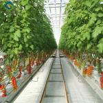 Agriculture Cherry Tomato Greenhouse Vegetables Greenhouse Anti Corrosion