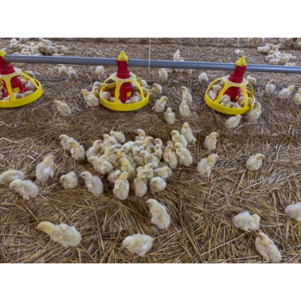 Automatic Poultry Drinking System with Hygienic Closed Design, Durable Corrosion-Resistant Materials, and Water-Saving Technology