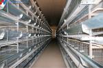 A Type Battery Layer Chicken Cage Automatic Chicken Poultry Farming Equipment