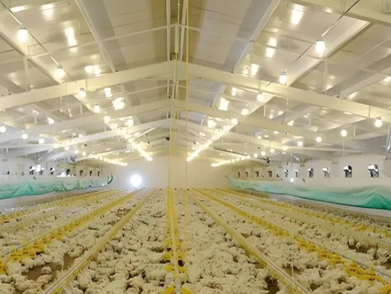 Weather-Resistant Hot-Dip Galvanized Steel Structure Building with Modular Design and 20+ Years Lifespan for Poultry Farm Shed
