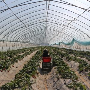 Wholesale Single Tunnel Uv Hydroponic Film Single Span Greenhouse For Watermelon Growing from china suppliers