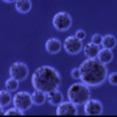 Wholesale 30 - 150 μm Magnetic Beads Protein Purification 10% Volume Ratio 100 mL from china suppliers