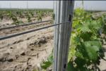 275g/M2 Vineyard Stakes / Metal Post Stakes Customized Length / Thickness
