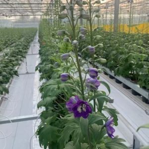 Greenhouse Commercial Greenhouse Multi-span Vegetable Seeding Agricultural Frame