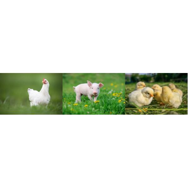 Reliable Lipase Enzyme Powder Feed Additive Lipase Powder 50,000 U/G-300,000U/G