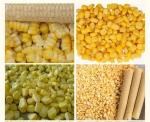 vegetable fruit freeze drying machine Vacuum freeze-drying machine fruit and