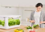 Home Lettuce PP 24V Greenhouses Hydroponic Growing Systems